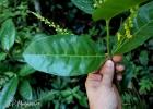 <i>Bunchosia pallescens</i> Skottsb. [Malpighiaceae]