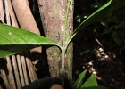 <i>Bunchosia maritima</i> (Vell.) J.F.Macbr. [Malpighiaceae]
