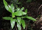 <i>Bunchosia maritima</i> (Vell.) J.F.Macbr. [Malpighiaceae]