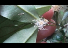 <i>Myrceugenia cucullata</i> D. Legrand [Myrtaceae]