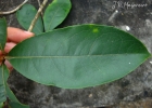 <i>Byrsonima ligustrifolia</i> A. Juss. [Malpighiaceae]