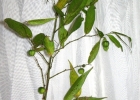 <i>Byttneria australis</i> St.- Hill. [Malvaceae]