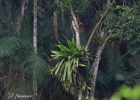 <i>Vriesea tijucana</i> E.Pereira [Bromeliaceae]