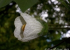 <i>Abutilon amoenum</i> K.Schum. [Malvaceae]