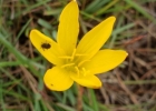 <i>Zephyranthes lagesiana</i> Ravenna [Amaryllidaceae]