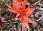 <i>Habranthus ruber</i> Ravenna [Amaryllidaceae]