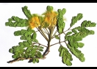 <i>Albizia lebbeck</i> (L.) Benth. [Fabaceae]
