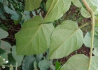 <i>Solanum abutiloides</i> (Griseb.) Bitter & Lillo [Solanaceae]
