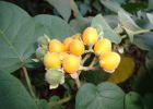 <i>Solanum abutiloides</i> (Griseb.) Bitter & Lillo [Solanaceae]