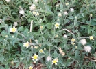<i>Tridax procumbens</i> L. [Asteraceae]