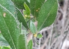 <i>Croton montevidensis</i> Spreng. [Euphorbiaceae]