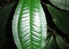<i>Miconia cinerascens</i> Miq. [Melastomataceae]