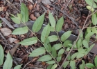 <i>Guazuma ulmifolia</i> Lam. [Malvaceae]