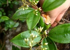 <i>Leandra barbinervis</i> (Cham. ex Triana) Cogn. [Melastomataceae]
