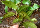 <i>Leandra barbinervis</i> (Cham. ex Triana) Cogn. [Melastomataceae]