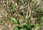 <i>Gymnanthes klotzschiana</i> Müll.Arg. [Euphorbiaceae]