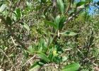 <i>Gymnanthes klotzschiana</i> Müll.Arg. [Euphorbiaceae]