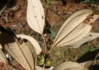 <i>Miconia cubatanensis</i> Hoehne [Melastomataceae]