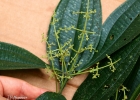 <i>Miconia latecrenata</i> (DC.) Naudin [Melastomataceae]