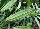 <i>Miconia latecrenata</i> (DC.) Naudin [Melastomataceae]