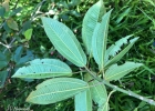 <i>Miconia ligustroides</i> (DC.) Naudin [Melastomataceae]