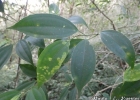 <i>Miconia petropolitana</i> Cogn. [Melastomataceae]