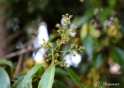 <i>Miconia pusilliflora</i> (DC.) Naudin [Melastomataceae]