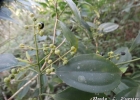 <i>Miconia petropolitana</i> Cogn. [Melastomataceae]