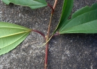 <i>Miconia pusilliflora</i> (DC.) Naudin [Melastomataceae]
