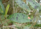 <i>Miconia ramboi</i> Brade [Melastomataceae]