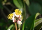 <i>Miconia ramboi</i> Brade [Melastomataceae]