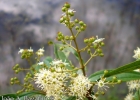 <i>Miconia sellowiana</i> Naudin [Melastomataceae]