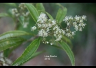 <i>Miconia sellowiana</i> Naudin [Melastomataceae]