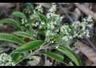 <i>Miconia sellowiana</i> Naudin [Melastomataceae]