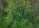 <i>Miconia sellowiana</i> Naudin [Melastomataceae]