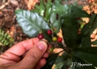 <i>Eumachia astrellantha</i> (Wernham) Delprete & J.H.Kirkbr. [Rubiaceae]
