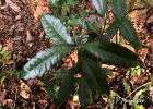 <i>Eumachia astrellantha</i> (Wernham) Delprete & J.H.Kirkbr. [Rubiaceae]