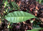 <i>Eumachia astrellantha</i> (Wernham) Delprete & J.H.Kirkbr. [Rubiaceae]