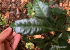 <i>Eumachia astrellantha</i> (Wernham) Delprete & J.H.Kirkbr. [Rubiaceae]