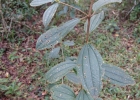 <i>Tibouchina trichopoda</i> (DC.) Baill. [Melastomataceae]