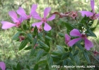 <i>Tibouchina sellowiana</i> (Cham.) Cogn. [Melastomataceae]