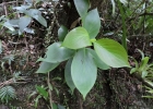 <i>Hillia illustris</i> (Vell.) K.Schum. [Rubiaceae]