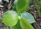<i>Hillia illustris</i> (Vell.) K.Schum. [Rubiaceae]