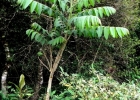 <i>Cedrela fissilis</i> Vell. [Meliaceae]