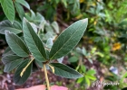 <i>Cajanus cajan</i> (L.) Huth [Fabaceae]