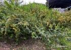 <i>Cajanus cajan</i> (L.) Huth [Fabaceae]