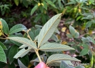 <i>Cajanus cajan</i> (L.) Huth [Fabaceae]