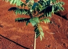 <i>Cedrela fissilis</i> Vell. [Meliaceae]