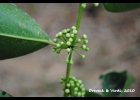 <i>Heisteria silvianii</i> Schwacke  [Olacaceae]