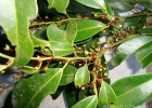 <i>Heisteria silvianii</i> Schwacke  [Olacaceae]